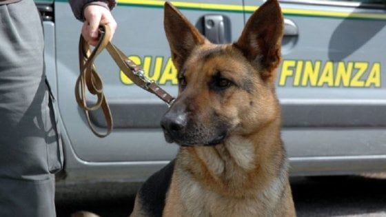 Torino, il cane della Finanza che fiuta i soldi: già bloccato un milione di euro in partenza da Caselle per l'estero