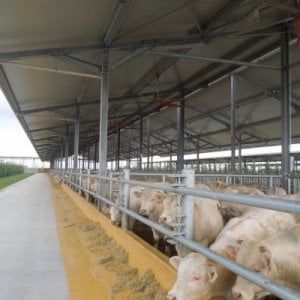 Nasce la filiera della carne green: così la bistecca diventa ecosostenibile