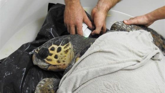 Cohiba, la tartaruga che non può aprire gli occhi: a Torre Guaceto lotta contro il tempo per ridarle la vista 