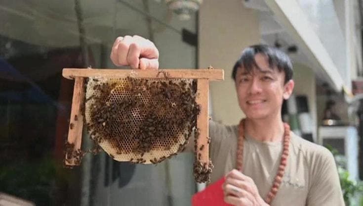 L'uomo che salva le api invece di ucciderle: "Dipendiamo da loro"