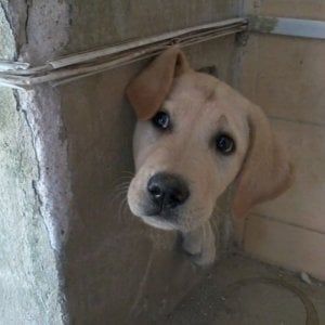 Pisa, cane incastrato in un tubo viene salvato dai vigili del fuoco