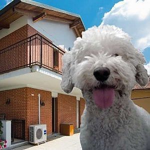 Torino: le case consigliate da Nelson, agente immobiliare a quattro zampe