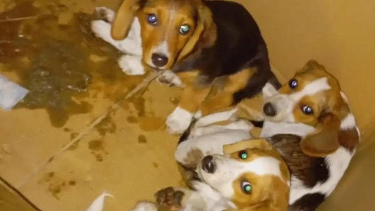 Quattro cuccioli abbandonati in un cartone a Foggia, salvati da un passante: “Adottateli”