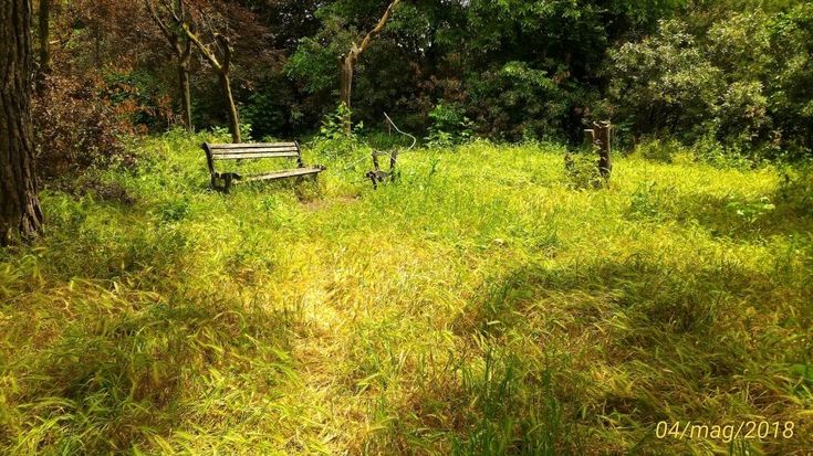 Roma, verde senza manutenzione: la giungla dell'erba alta. Le foto dei lettori/4