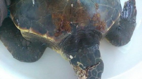 Punta Campanella, morta la tartaruga marina investita da una barca al largo di Capri