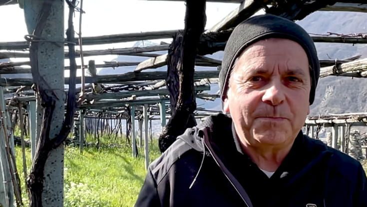 In vigna con Viviano Gassino: "Carema, il vino di re e papi"