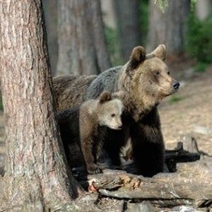 Trentino, uccisa l'orsa KJ2: aveva aggredito un uomo. Protestano gli animalisti