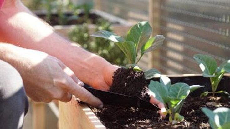 Coltivare il proprio orto, esercizi per il mondo (e il clima) che cambia