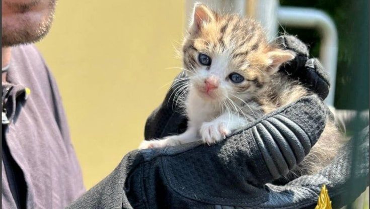 Sant’Angelo Lodigiano, la storia a lieto fine dei gattini intrappolati nel tombino: i vigili li salvano, e poi li adottano