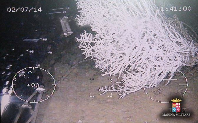Coralli bianchi vivi scoperti nel Mar Ligure