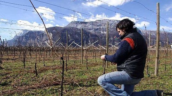 Lo spumante di montagna arriva nel calice dopo 68 mesi di attesa