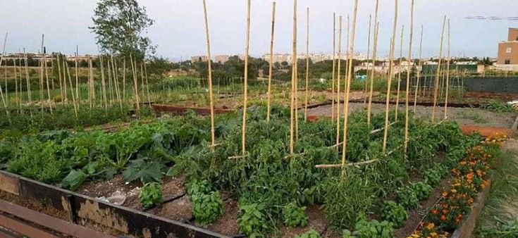 Sopravvivere alla crisi con gli orti urbani: il progetto rivoluzionario di Casal Brunori a Roma