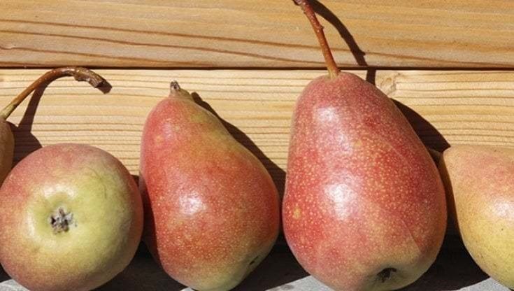 Una pera per salvare il futuro del cibo