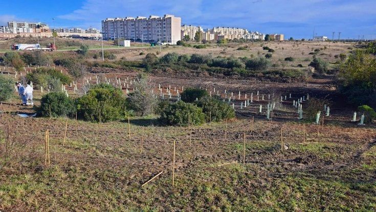 Arbolia realizza a Taranto un nuovo bosco urbano da oltre 4.500 piante