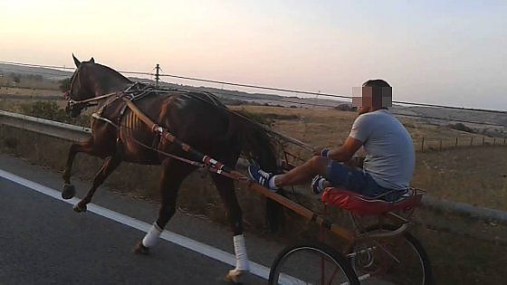 "Animale a chi": Napoli patria delle corse clandestine dei cavalli
