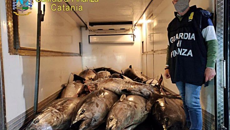Catania, sequestrati 19 esemplari di tonno rosso ad Ognina