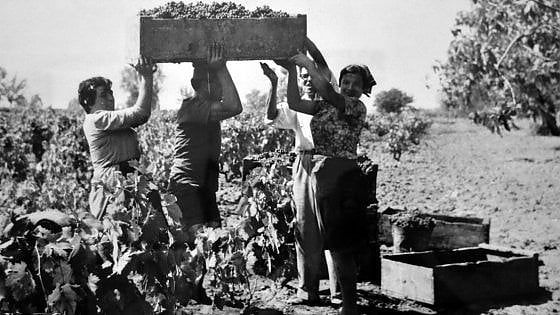 Da bere: le virtù di Morellino e Pecorino