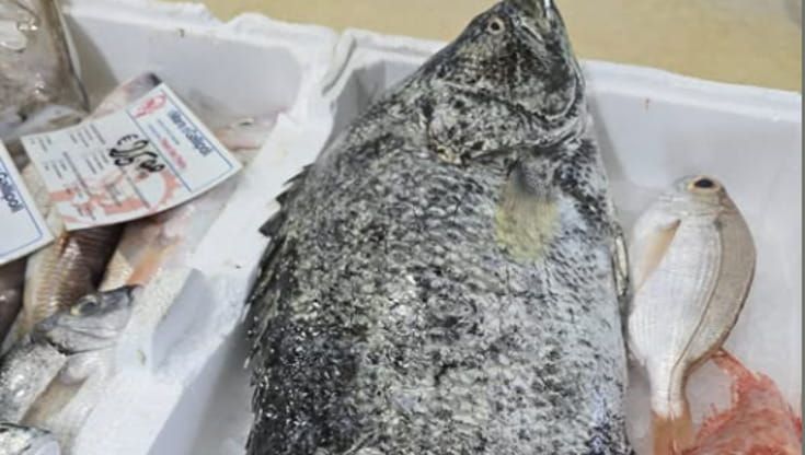 Sorpresa in pescheria a Gallipoli, in vendita un “pesce foglia”: una nuova specie aliena