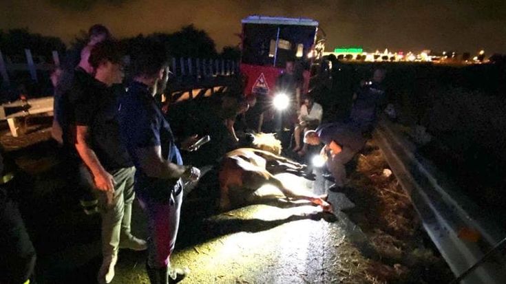 Bari, un cavallo ferito in tangenziale: si è rotto il rimorchio su cui viaggiava. Lunghe code e allarme ma l’animale non è in pericolo di vita