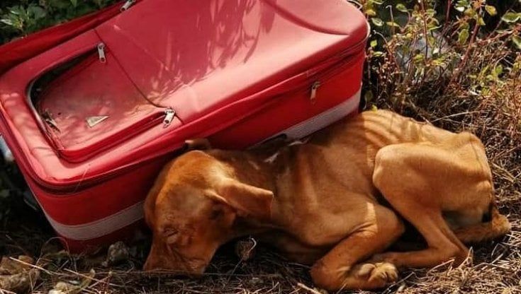 Pitbull in un trolley trovato nelle campagne di Trani. "Vivo per miracolo, aiutateci a salvarlo"