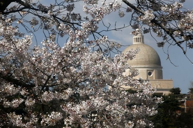Ciliegi in fiore al laghetto dell'Eur: la primavera giapponese arriva a Roma