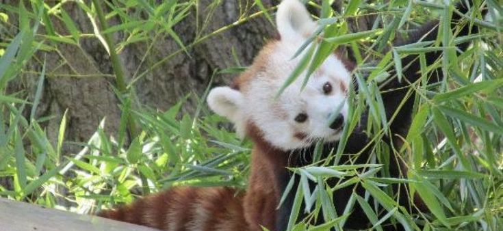 Tra India e Nepal un corridoio ecologico per salvare il panda rosso