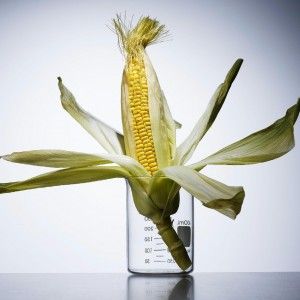 "Basta divieti, fateci coltivare Ogm". La crociata degli agricoltori lombardi