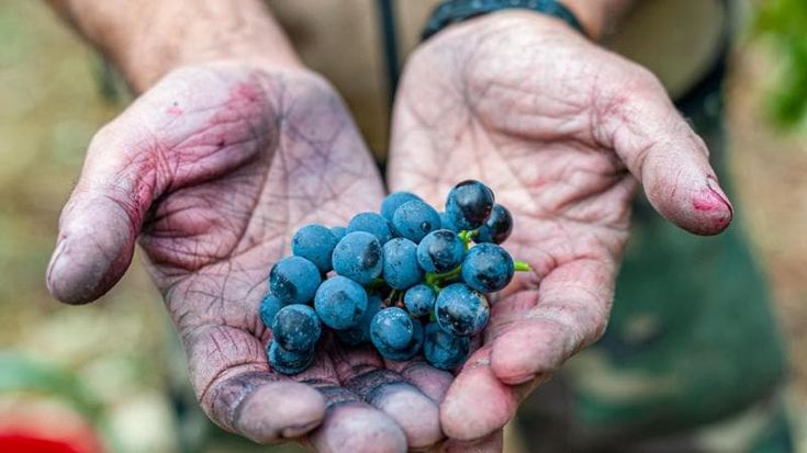 Nel bicchiere di vino tutta la resilienza della Romagna: viaggio tra i vigneti