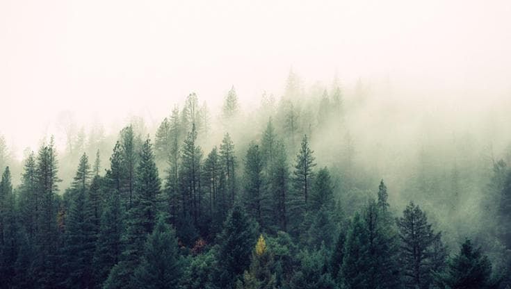 Con la primavera anticipata, due settimane in più di crescita per le conifere