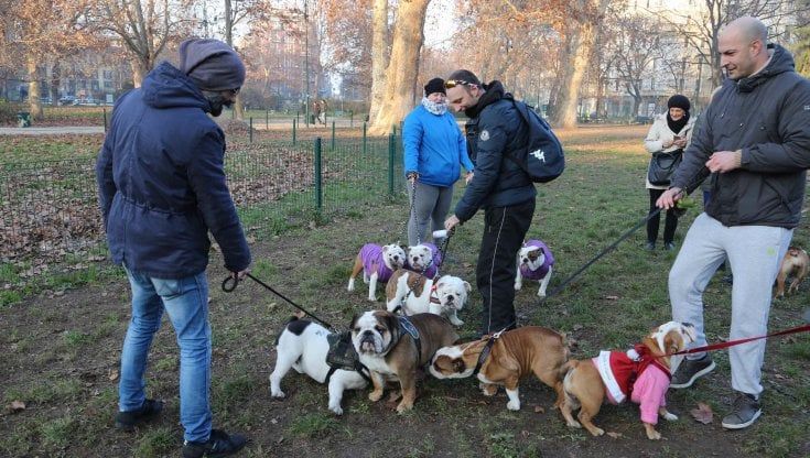 Un mondo da cani