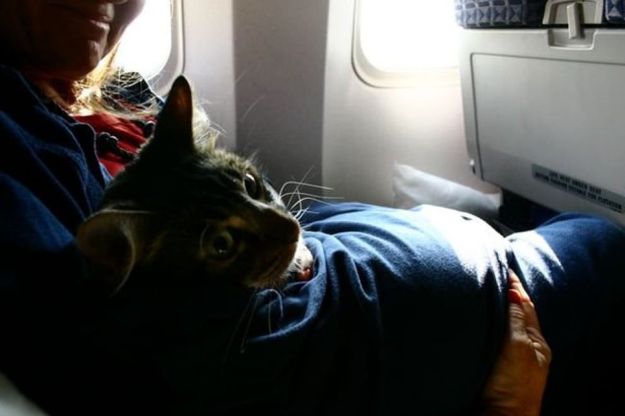 Animali in volo: dal koala ai pinguini, tutti a bordo