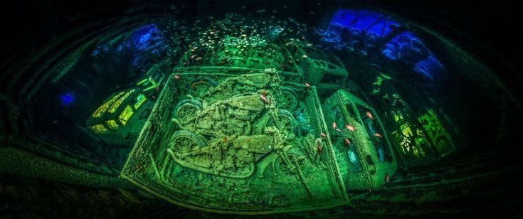 Underwater Photographer of the year, gli scatti capolavoro sott'acqua