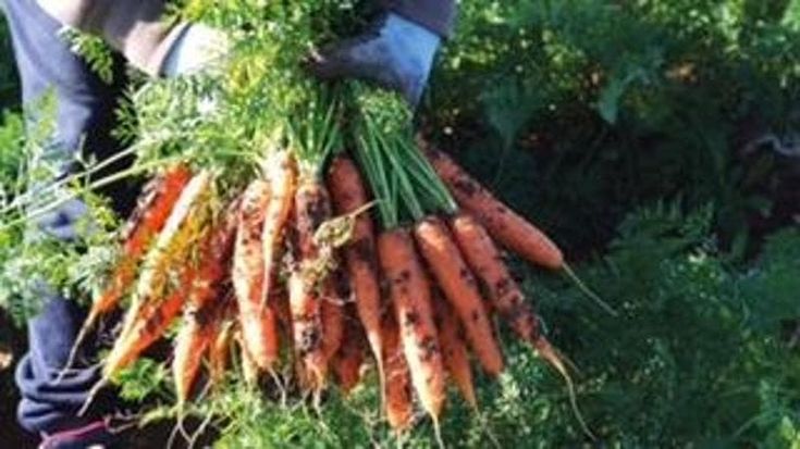 La carota novella di Ispica Igp: una primizia da 3 milioni di euro