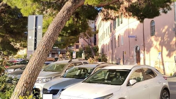 Tagliati due pini a rischio in corso Podestà, ma sugli altri scatta il sequestro dei pm