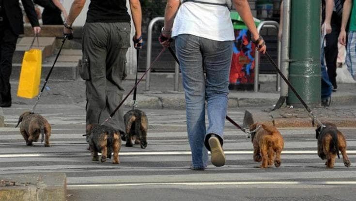 A Pisa cani e gatti donatori di sangue, i veterinari: “Così salviamo altri animali”