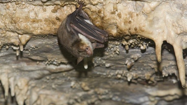 L'eccezionale mimetismo del pipistrello che si finge calabrone per sfuggire ai gufi