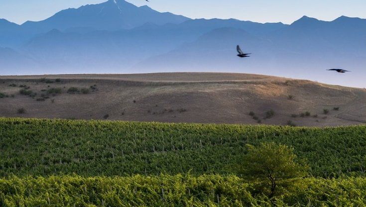 Slow Wine Fair, quella sana follia che crea vini unici