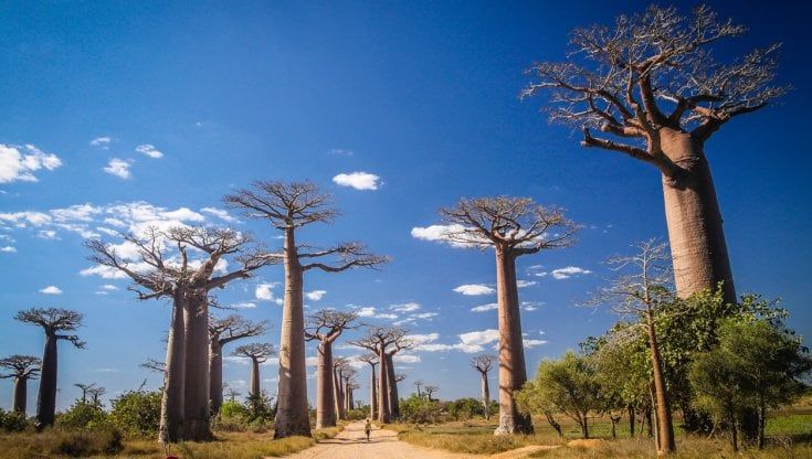Carne Genuina a impatto zero, la startup italiana pianta alberi in Kenya e punta sul crowdfunding