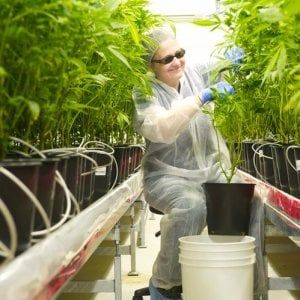 Paperoni grazie alla cannabis legale: ecco i tre nuovi miliardari 