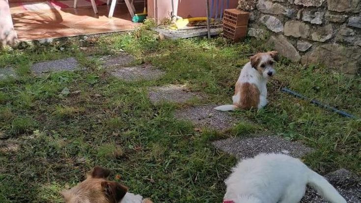 “Cane libero di quartiere” e protezione del riccio a rischio estinzione: il decalogo per gli animali del Comune di Sanremo