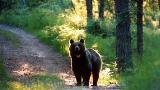 Trentino, il Tar dà ragione alla Provincia: "L'orsa JJ4 va catturata"