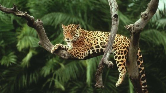 World Wildlife Day, i predatori siamo noi: così stiamo uccidendo tigri e leoni