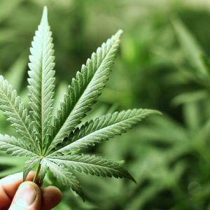 Cannabis al rione Traiano, sequestrate 500 piante 