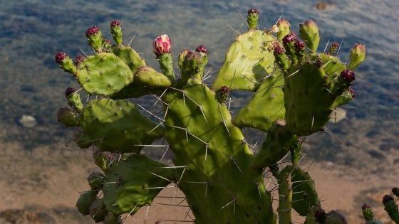Cambiamenti climatici: il cibo del futuro sono i fichi d'India