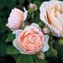 Fiori, ecco dove nascono le rose con i nomi degli stilisti