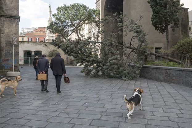 Vento sradica albero nel cortile della basilica di Santa Chiara