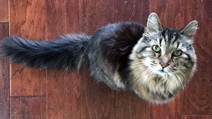 Usa, Courdroy gatto da record: ha 26 anni ed è il più vecchio del mondo