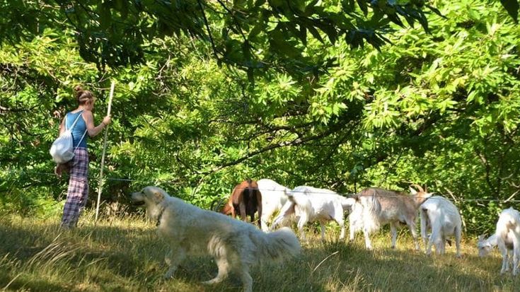A lezione di pascolo, al via la scuola per pastori nel parco delle Foreste casentinesi