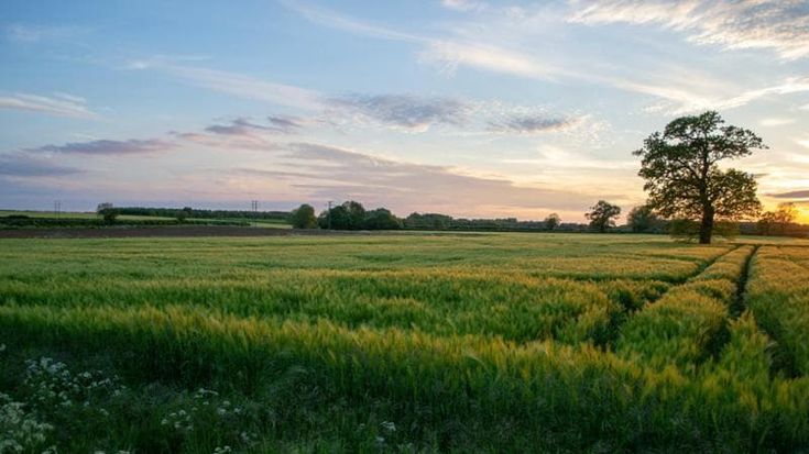 La Regione Veneto sperimenta la vitivinicoltura sostenibile grazie ai fondi europei