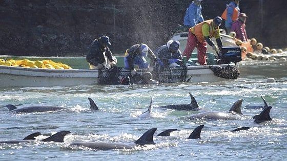 I pescatori delle Eolie in sciopero contro i delfini: "O loro o noi"